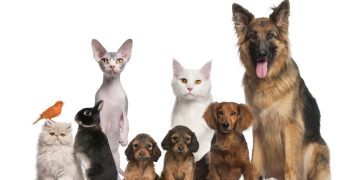 Animais de estimação - Créditos: depositphotos.com / lifeonwhite