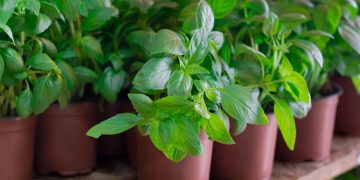 Manjericão - Créditos: depositphotos.com / Mahara