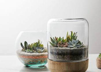 Cactos em vidro - Créditos: depositphotos.com / AntonMatyukha