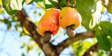 Pé de caju - Créditos: depositphotos.com / bannerwega