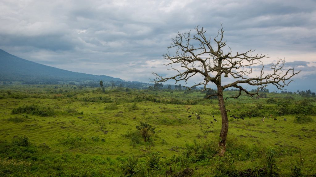 Paisagem do floresta do Congo - Créditos: depositphotos.com / lspencer