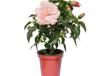 Hibisco em vaso - Créditos: depositphotos.com / luda311
