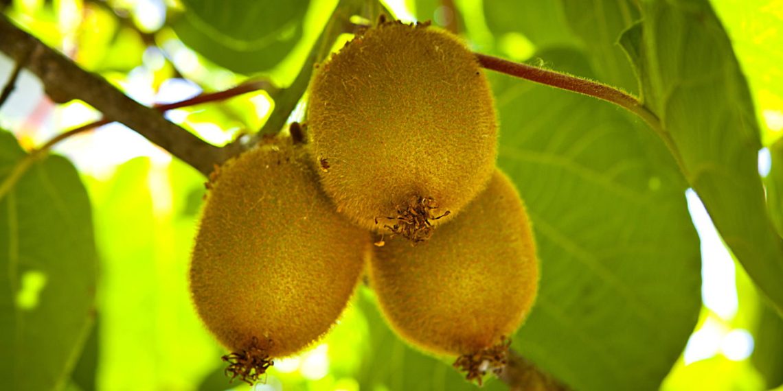 Kiwizeiro - Créditos: depositphotos.com / REDPIXEL