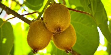 Kiwizeiro - Créditos: depositphotos.com / REDPIXEL