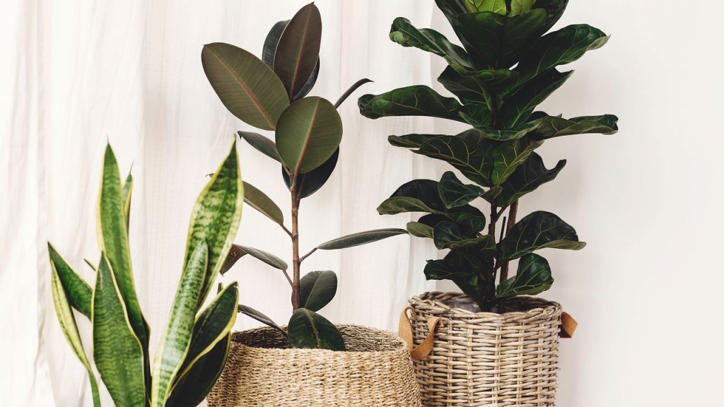 Ficus Lyrata - Créditos: depositphotos.com / Sonyachny