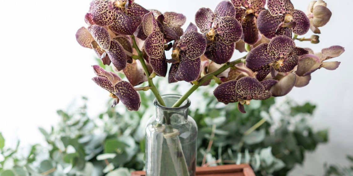 Orquídea - Créditos: depositphotos.com / MalkovKosta