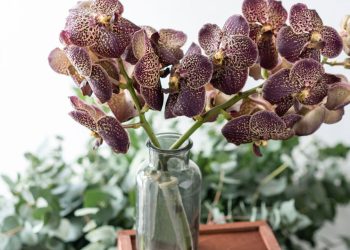 Orquídea - Créditos: depositphotos.com / MalkovKosta