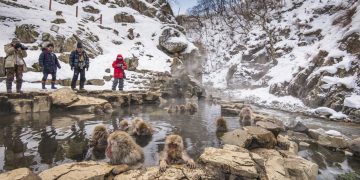 Yamanouchi, Parque dos Macacos da Neve - Créditos: depositphotos.com / sepavone