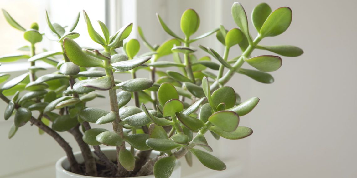 Planta Jade - Créditos: depositphotos.com / SaskiaAugust