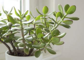 Planta Jade - Créditos: depositphotos.com / SaskiaAugust