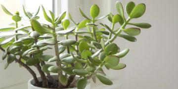Planta Jade - Créditos: depositphotos.com / SaskiaAugust