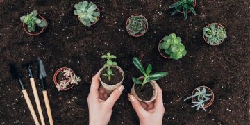 Pessoa plantando vasos com plantas - Créditos: depositphotos.com / VadimVasenin