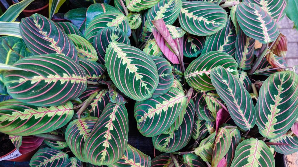 Maranta-leuconeura - Créditos: depositphotos.com / LegART