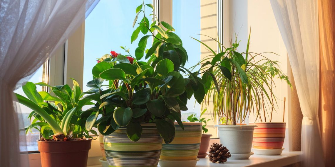 Vaso com plantas - Créditos: depositphotos.com / Looker_