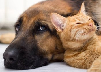 Cão e gato - Créditos: depositphotos.com / pyotr021