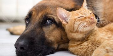 Cão e gato - Créditos: depositphotos.com / pyotr021