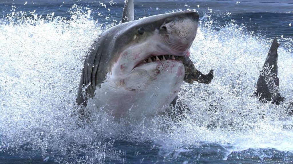 Tubarão branco agressivo - Créditos: depositphotos.com / aldrick