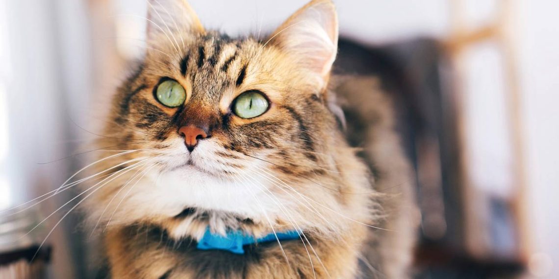 Gato - Créditos: depositphotos.com / Sonyachny