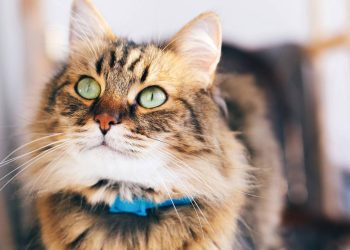 Gato - Créditos: depositphotos.com / Sonyachny