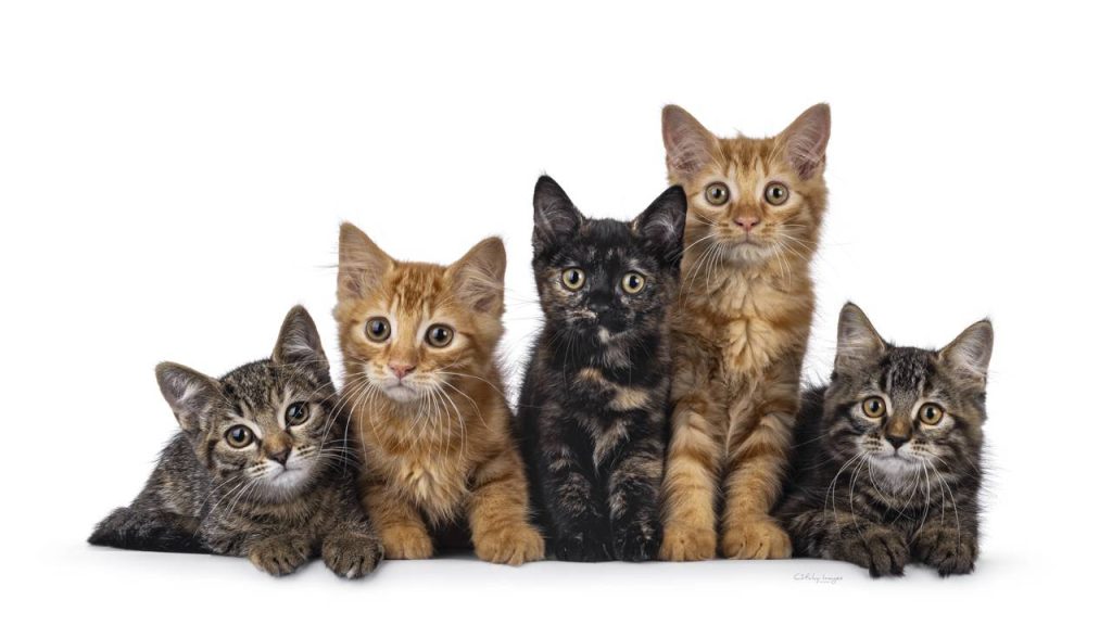 Gatinhos lado a lado - Créditos: depositphotos.com / NynkevanHolten